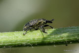Weevil sp. Larinus australis