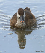 Red-crested Pochard (Netta rufina) F