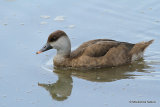 Red-crested Pochard (Netta rufina) F