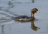 Little Grebe (Tachybaptus ruficollis) Juv