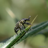 Weevil sp. Larinus australis