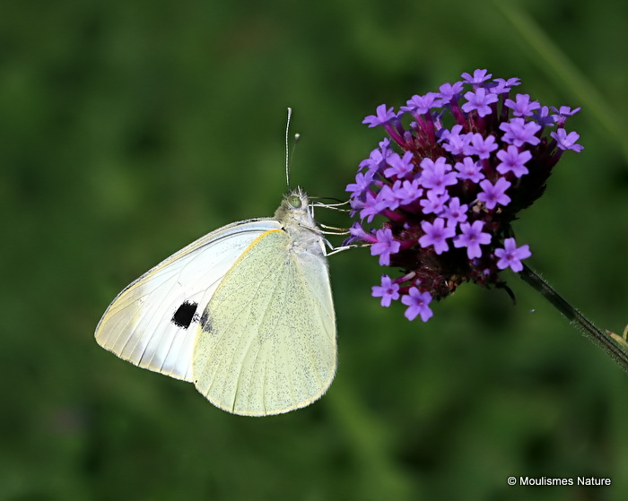 Large White (Pieris brassicae)