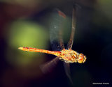 Vagrant Darter (Sympetrum vulgatum) M