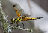 Four-spotted Chaser (Libellula quadrimaculata) M-ten