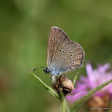 Mazarine Blue (Cyaniris semiargus) F