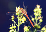 Vagrant Darter (Sympetrum vulgatum) M