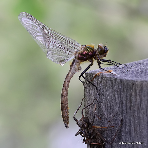 Downy Emerald (Cordulia aenea) M