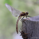 Downy Emerald (Cordulia aenea) M
