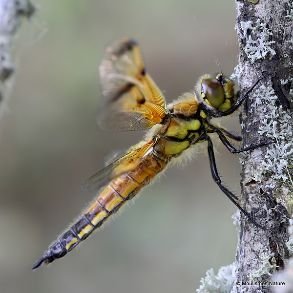 Four-spotted Chaser (Libellula quadrimaculata) M-ten