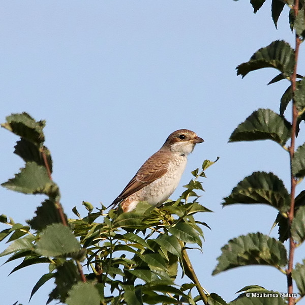 Red-backed Shrike (Lanius collurio) Juv