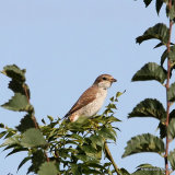 Red-backed Shrike (Lanius collurio) Juv