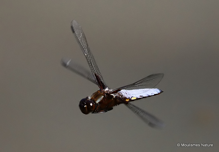 Broad-bodied Chaser (Libellula depressa) M
