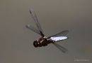 In flight III