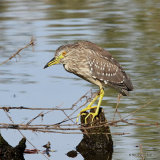 Black-crowned Night Heron (Nycticorax nycticorax) Juv
