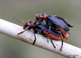 Soldier Beetle sp. Cantharis fusca