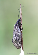 Alder Fly (Sialis lutaria)