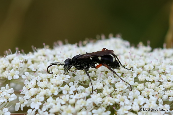 Parasitic wasp sp.