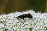 Parasitic wasp sp.