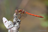 Common Darter (Sympetrum striolatum) M, Sympetrum a cote strie