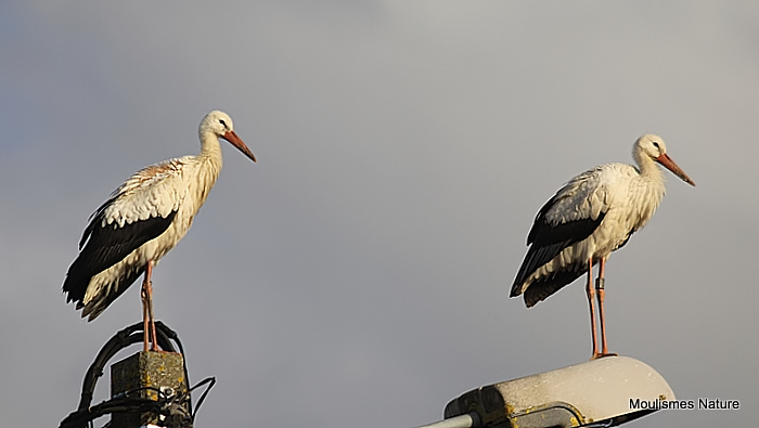 White Stork (Ciconia ciconia) Juv