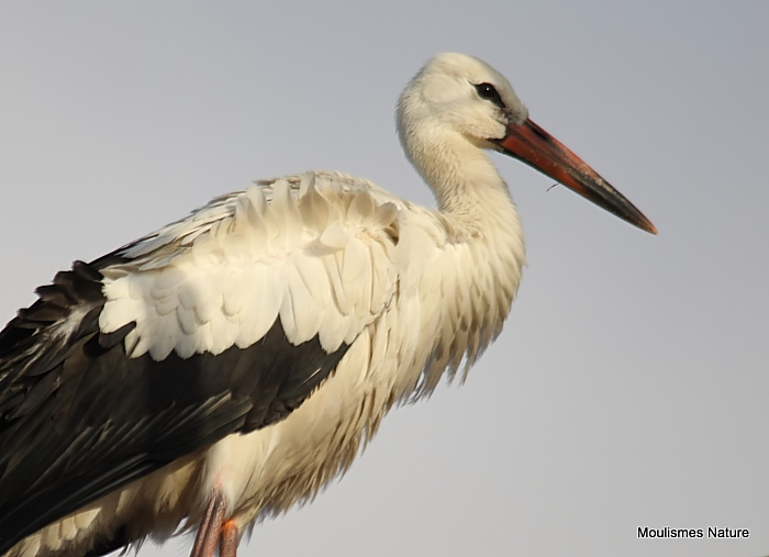 White Stork (Ciconia ciconia) Juv