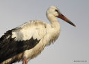 White Stork (Ciconia ciconia) Juv