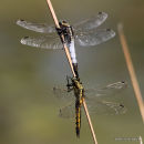 White/Black-tailed Skimmers