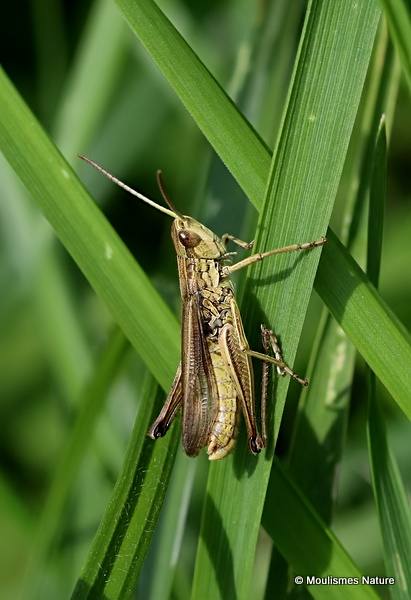 Elegant Straw Grasshopper (Euchorthippus elegantulus) M