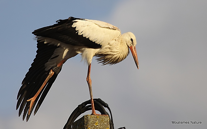 White Stork (Ciconia ciconia) Juv