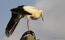 White Stork (Ciconia ciconia) Juv