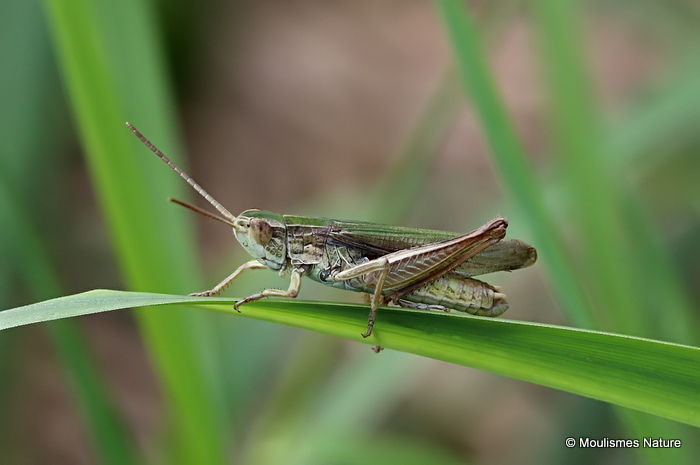 Lesser Marsh Grasshopper (Chorthippus a. albomarginatus) M