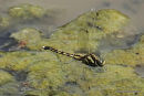 White-tailed Skimmer (Orthetrum albistylum) F