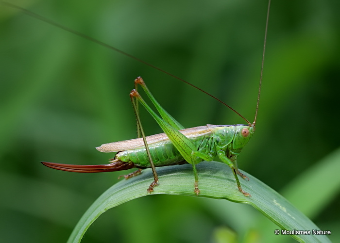 Long-winged Conehead (Conocephalus fuscus) F