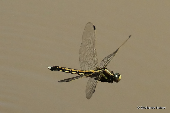 White-tailed Skimmer (Orthetrum albistylum) F