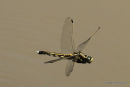 White-tailed Skimmer (Orthetrum albistylum) F