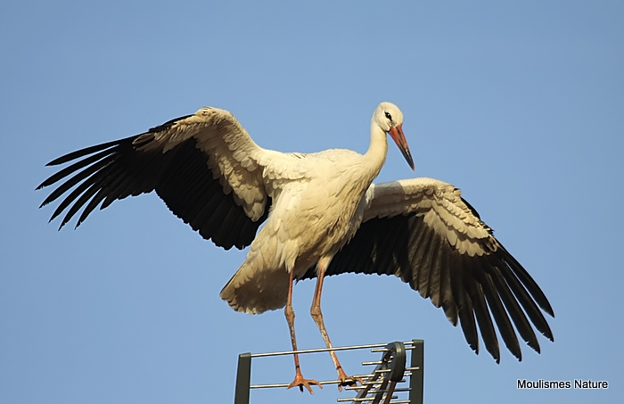 White Stork (Ciconia ciconia) Juv