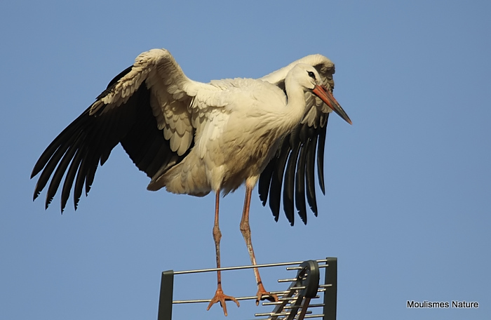 White Stork (Ciconia ciconia) Juv