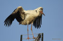White Stork (Ciconia ciconia) Juv