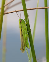 Leek Grasshopper (Mecostethus p. parapleurus) F