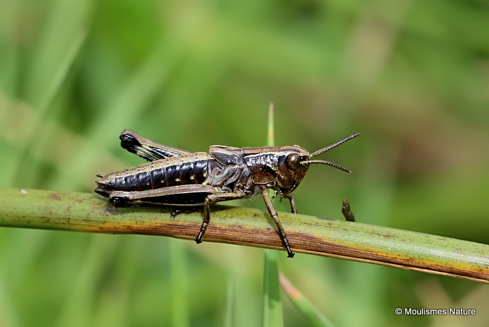 Large Marsh Grasshopper (Stethophyma grossum) nymph