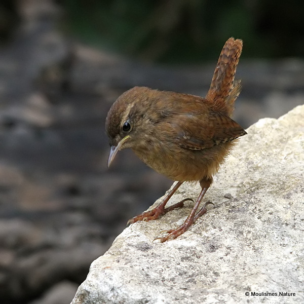 Winter Wren (Troglodytes troglodytes) Juv
