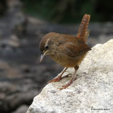 Winter Wren (Troglodytes troglodytes) Juv