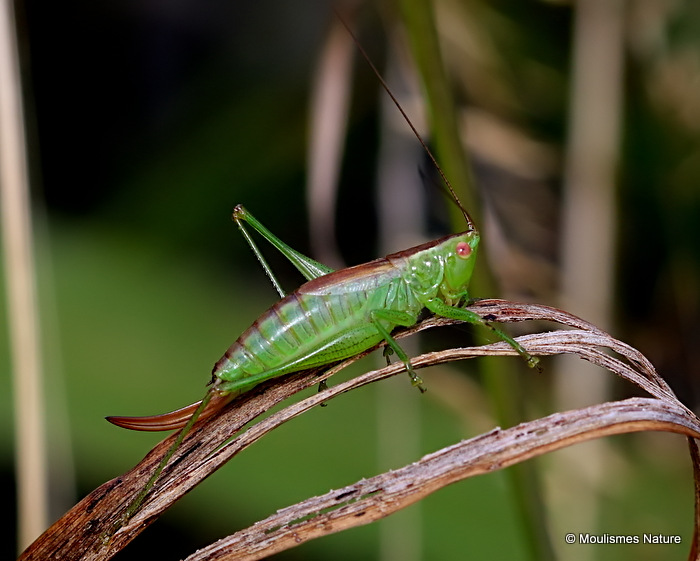 Short-winged Conehead (Conocephalus dorsalis) F