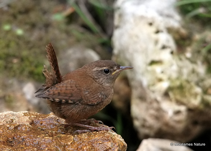 Winter Wren (Troglodytes troglodytes) Juv