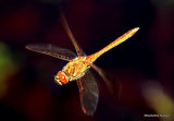 Vagrant Darter (Sympetrum vulgatum) M