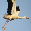 White Stork (Ciconia ciconia) Juv