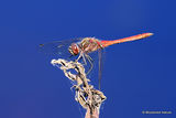 Vagrant Darter (Sympetrum vulgatum) M