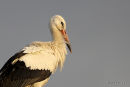 White Stork (Ciconia ciconia) Juv