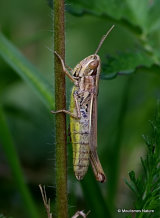 Common Straw Grasshopper (Euchorthippus declivus) F