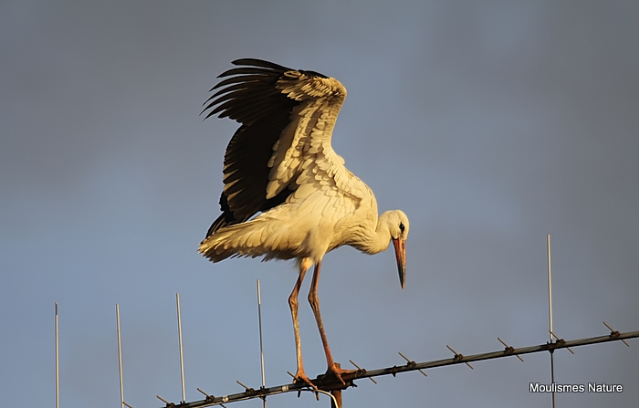 White Stork (Ciconia ciconia) Juv